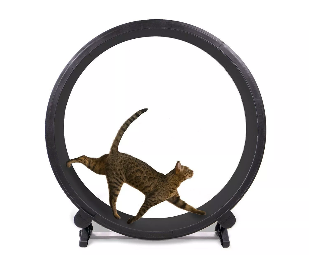 2025 One Fast Cat Rueda de Ejercicio para Gatos de 48′′, Cinta de Correr para Gatos